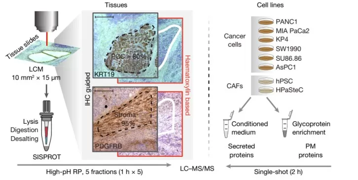 Functional proteomics of intercellular signalling in pancreatic cancer